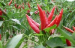 Chilli